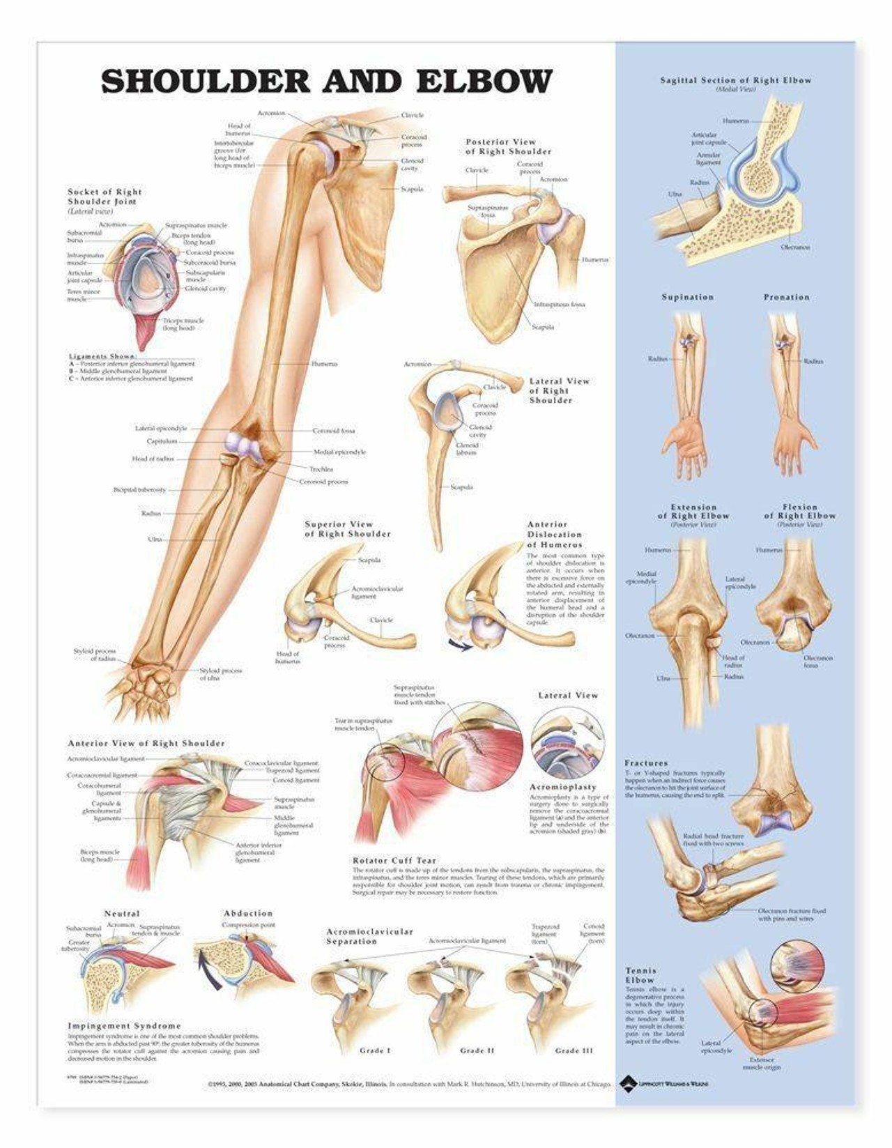 Shoulder and Elbow Anatomical Chart