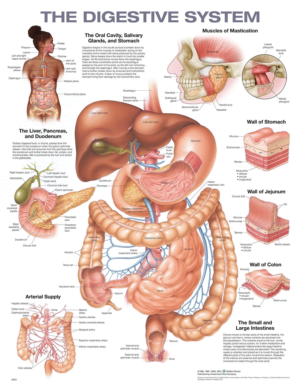 The Digestive System Laminated Anatomical Chart