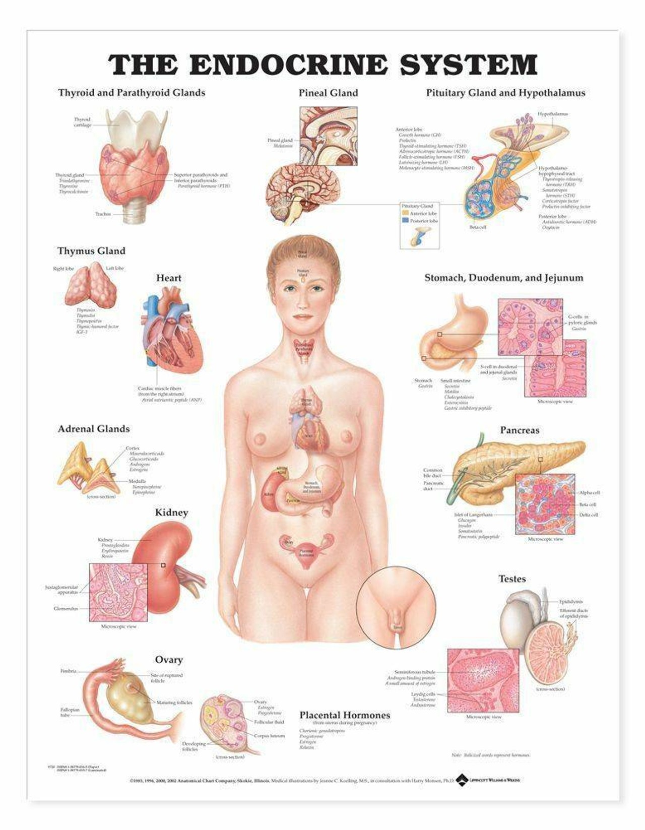The Endocrine System Laminated Anatomical Chart