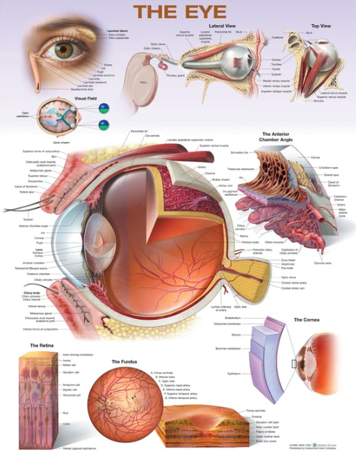 The Eye Laminated Anatomical Chart