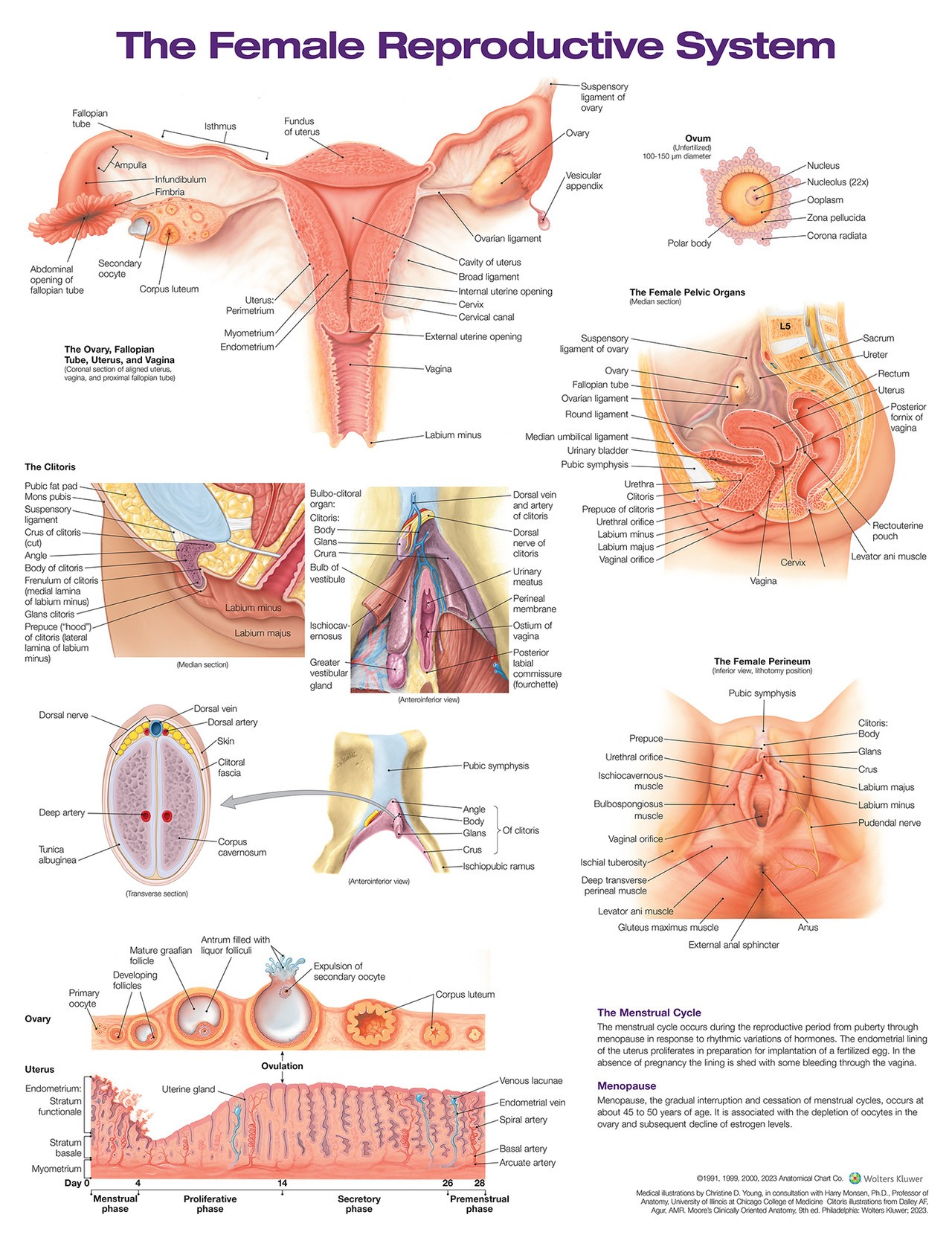 The Female Reproductive System Laminated Anatomical Chart