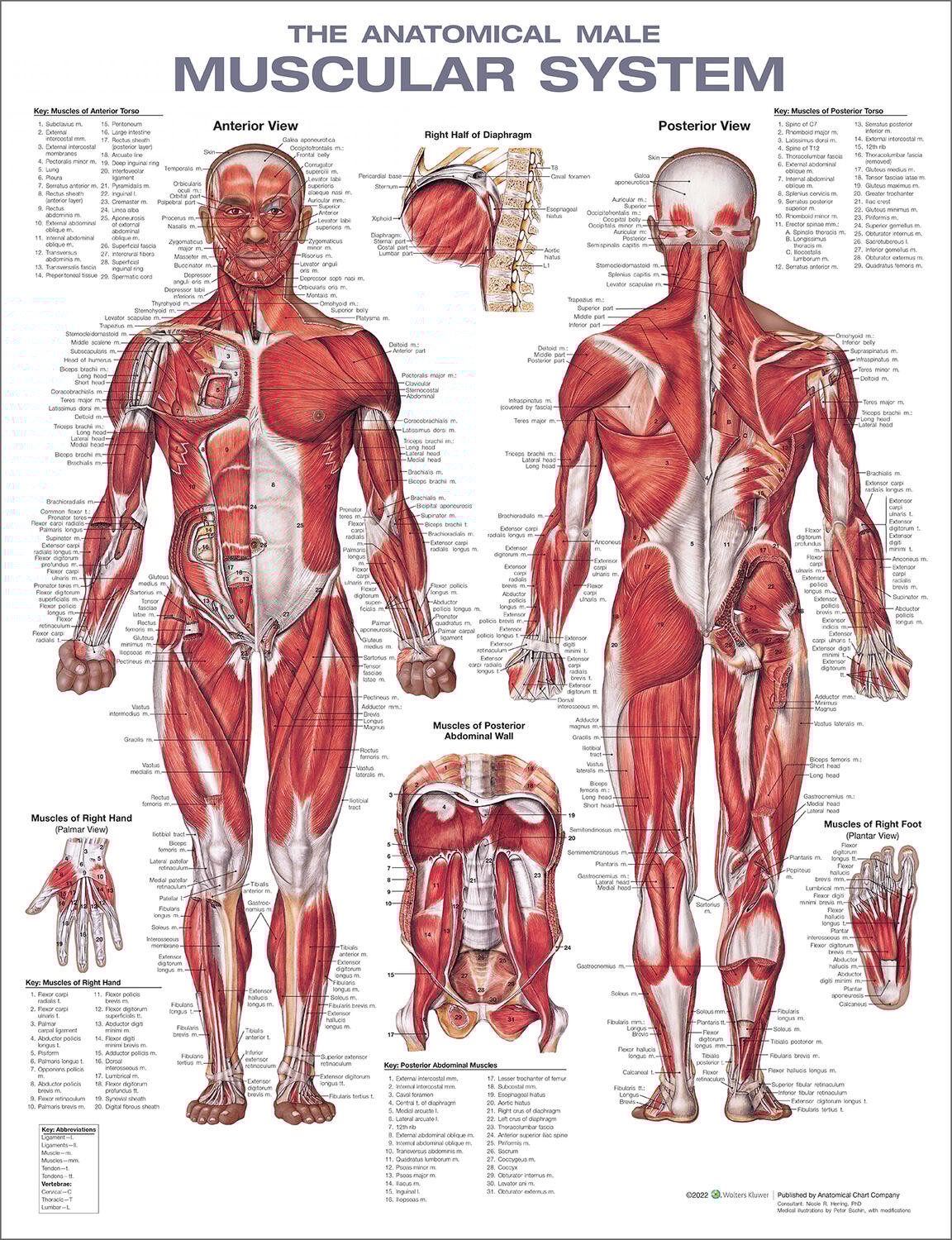 The Muscular System Anatomical Chart