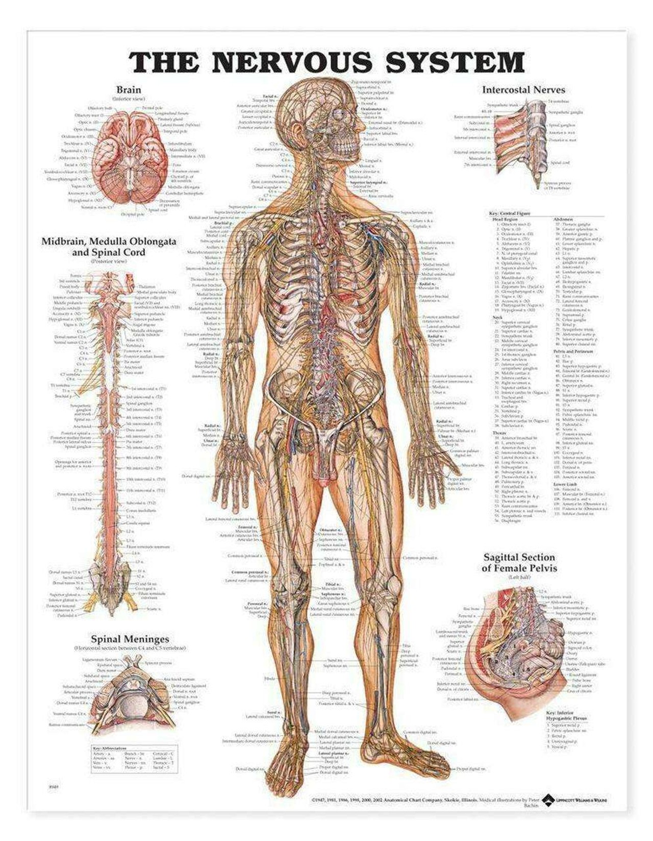 The Nervous System Anatomical Chart