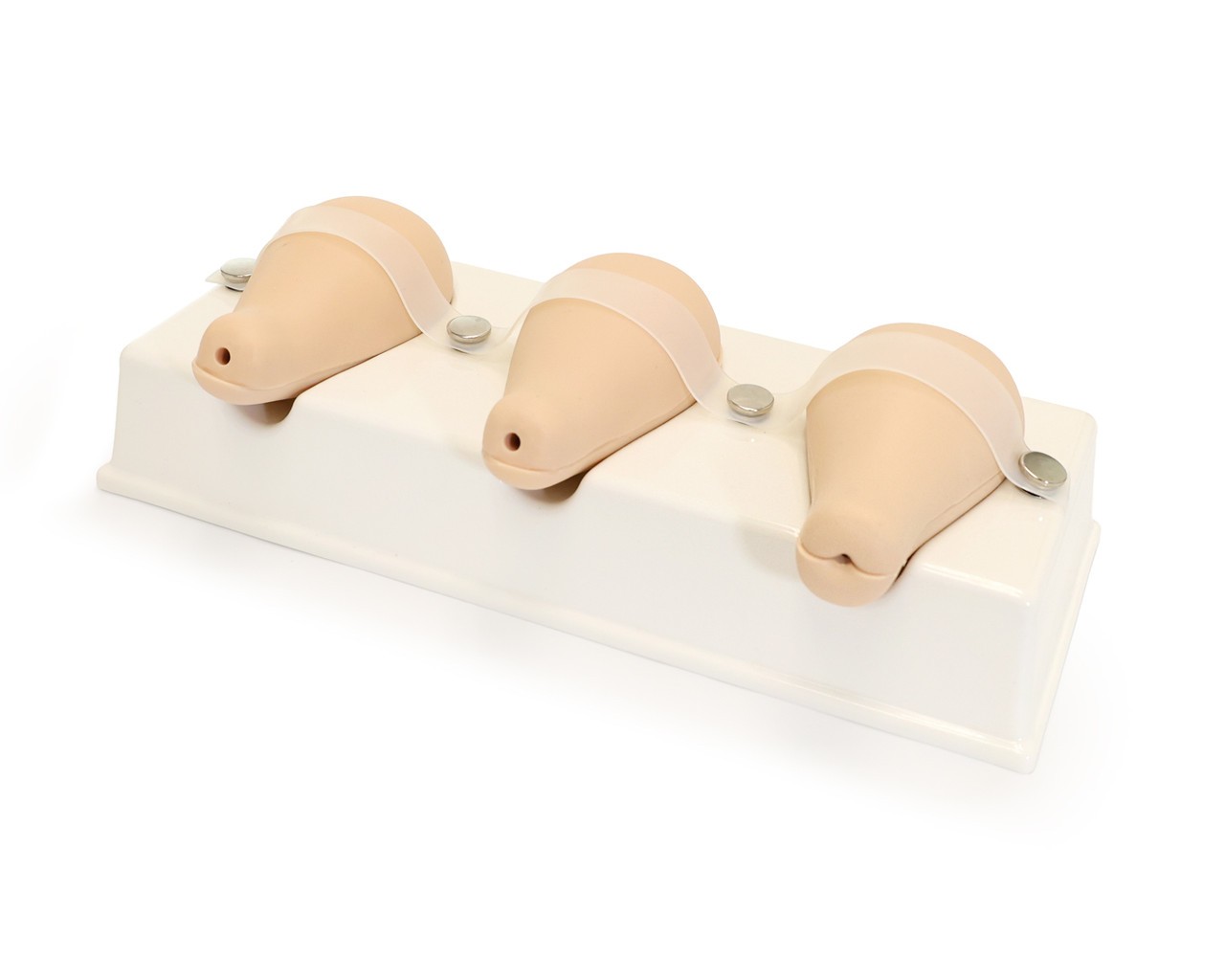Anatomy Lab Dilatation and Curettage Model