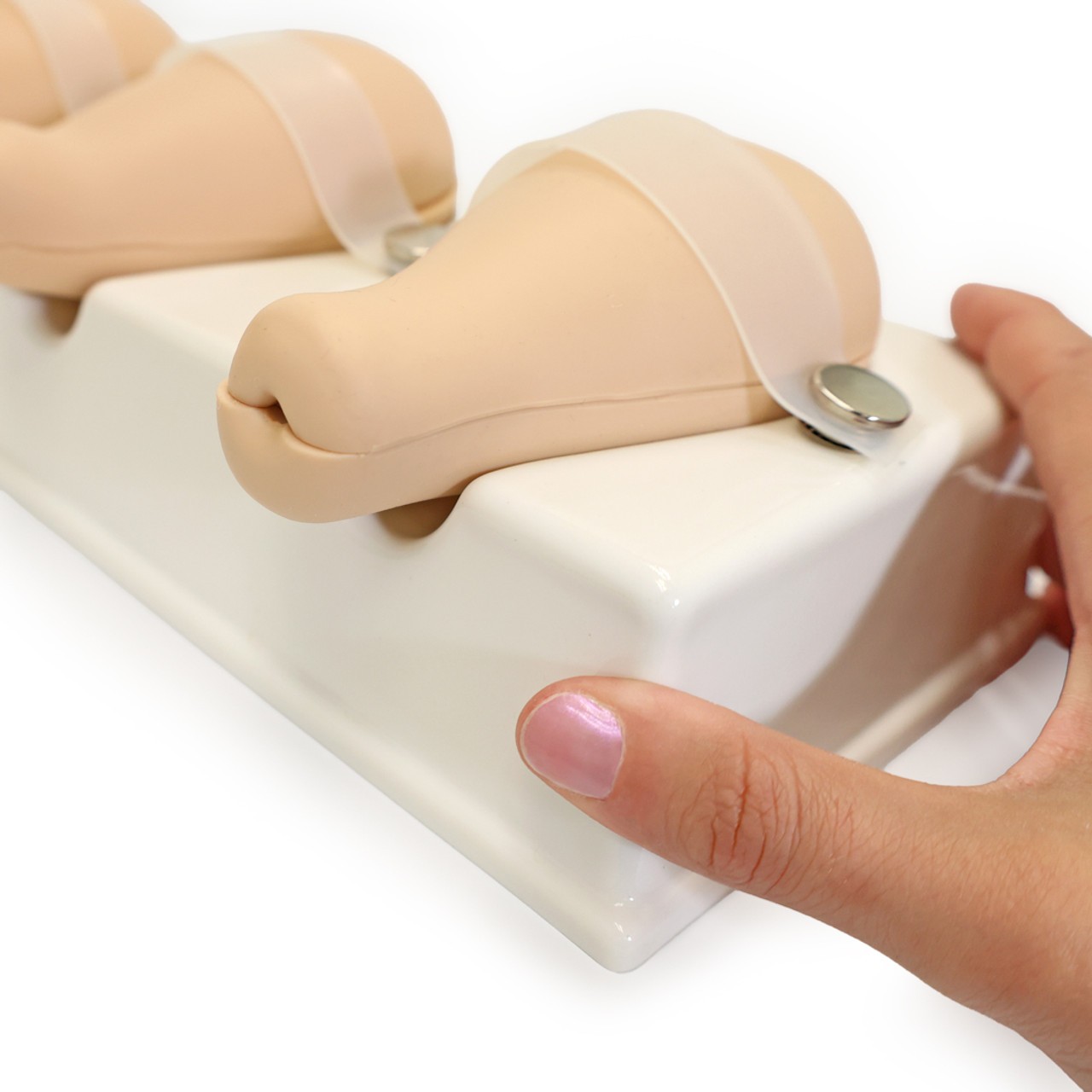 Anatomy Lab Dilatation and Curettage Model