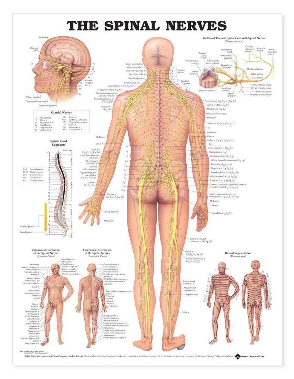 Spinal Nerves Anatomical Chart