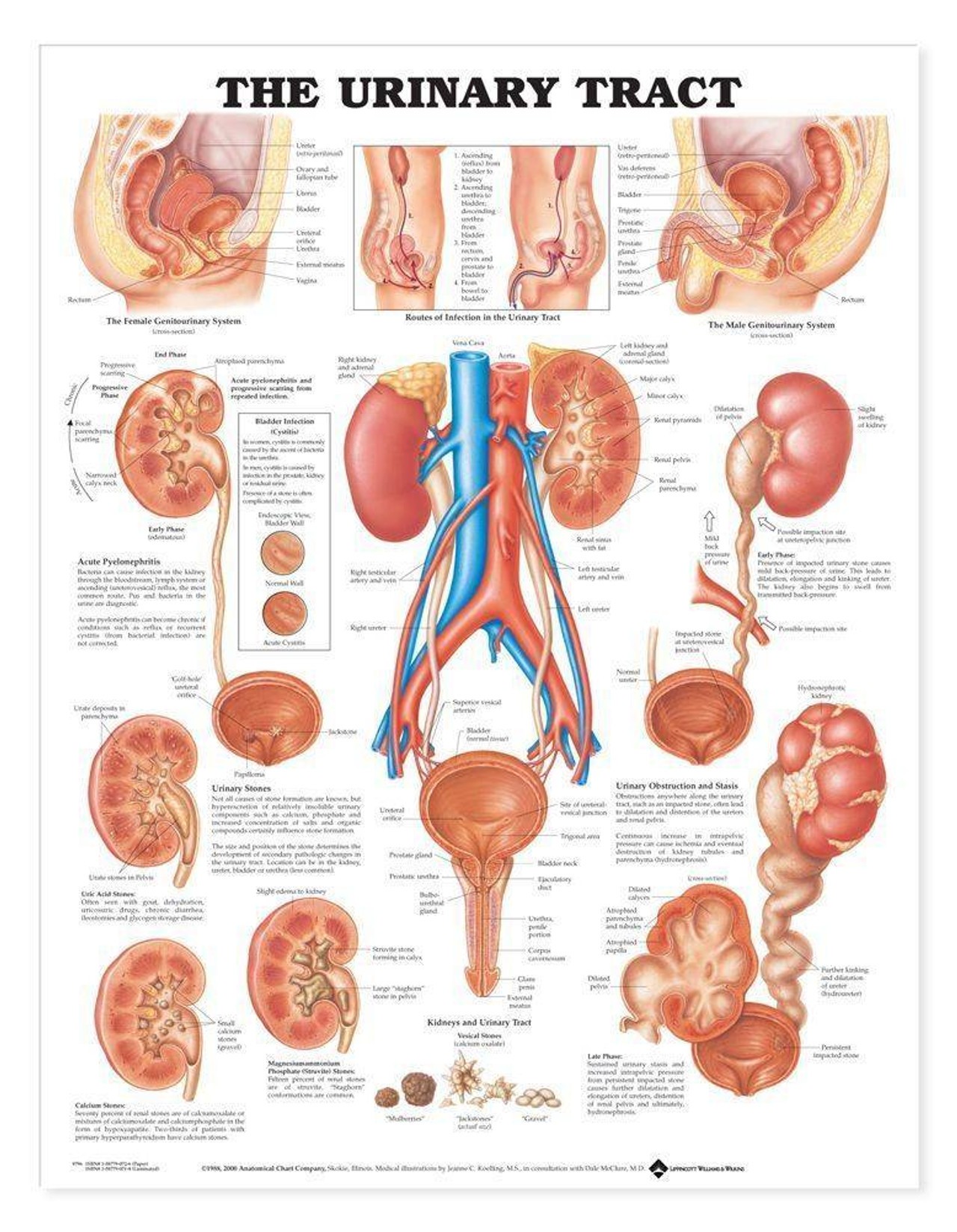 Urinary Tract Laminated Anatomical Chart