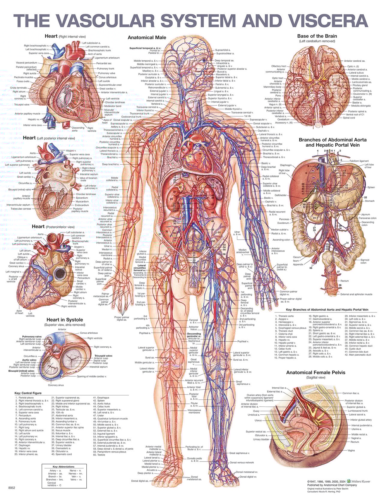 Vascular System and Viscera Anatomical Chart, 2nd Edition - Laminated