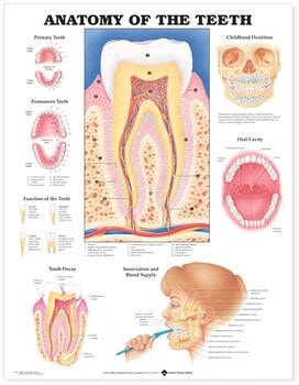 Anatomy Of The Teeth Laminated Anatomical Chart