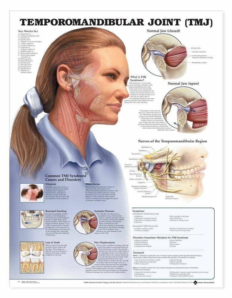 Anatomical Chart Company Temporomandibular Joint TMJ Laminated