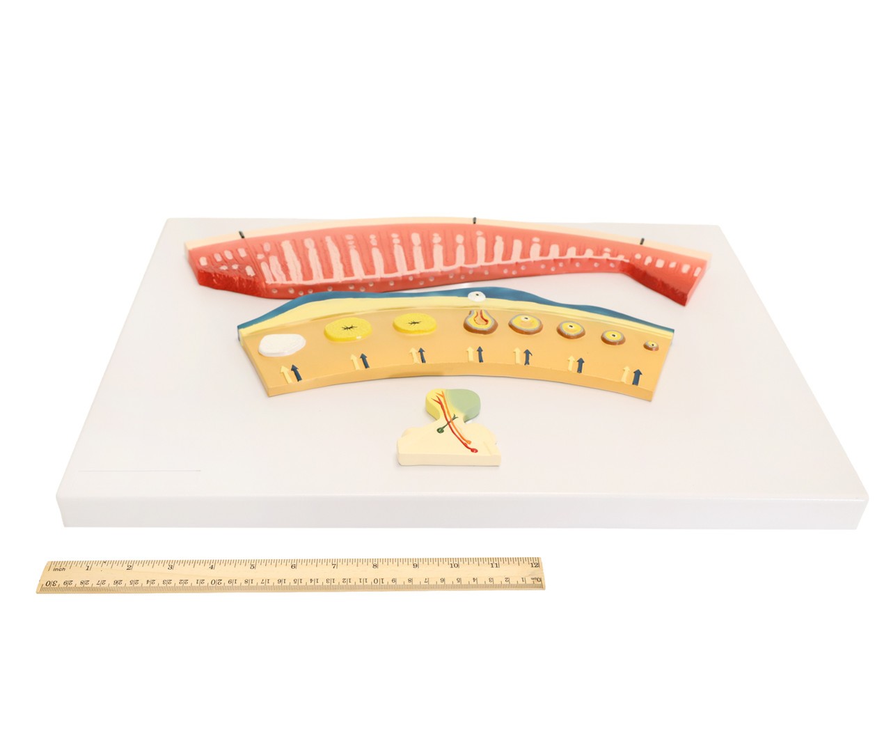 Anatomy Lab Menstrual Cycle Demonstration Model
