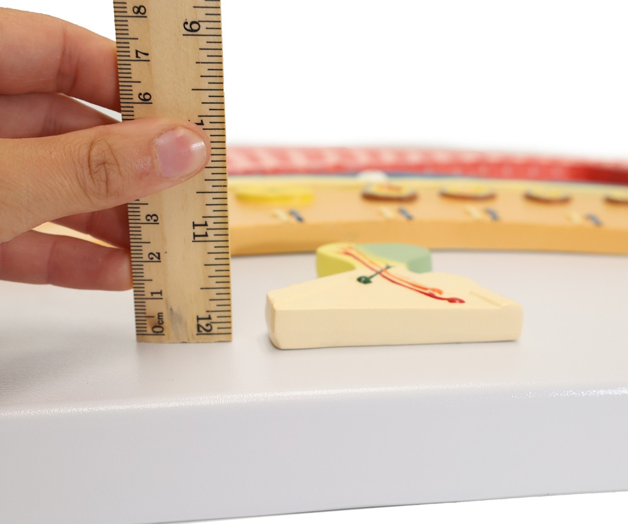 Anatomy Lab Menstrual Cycle Demonstration Model