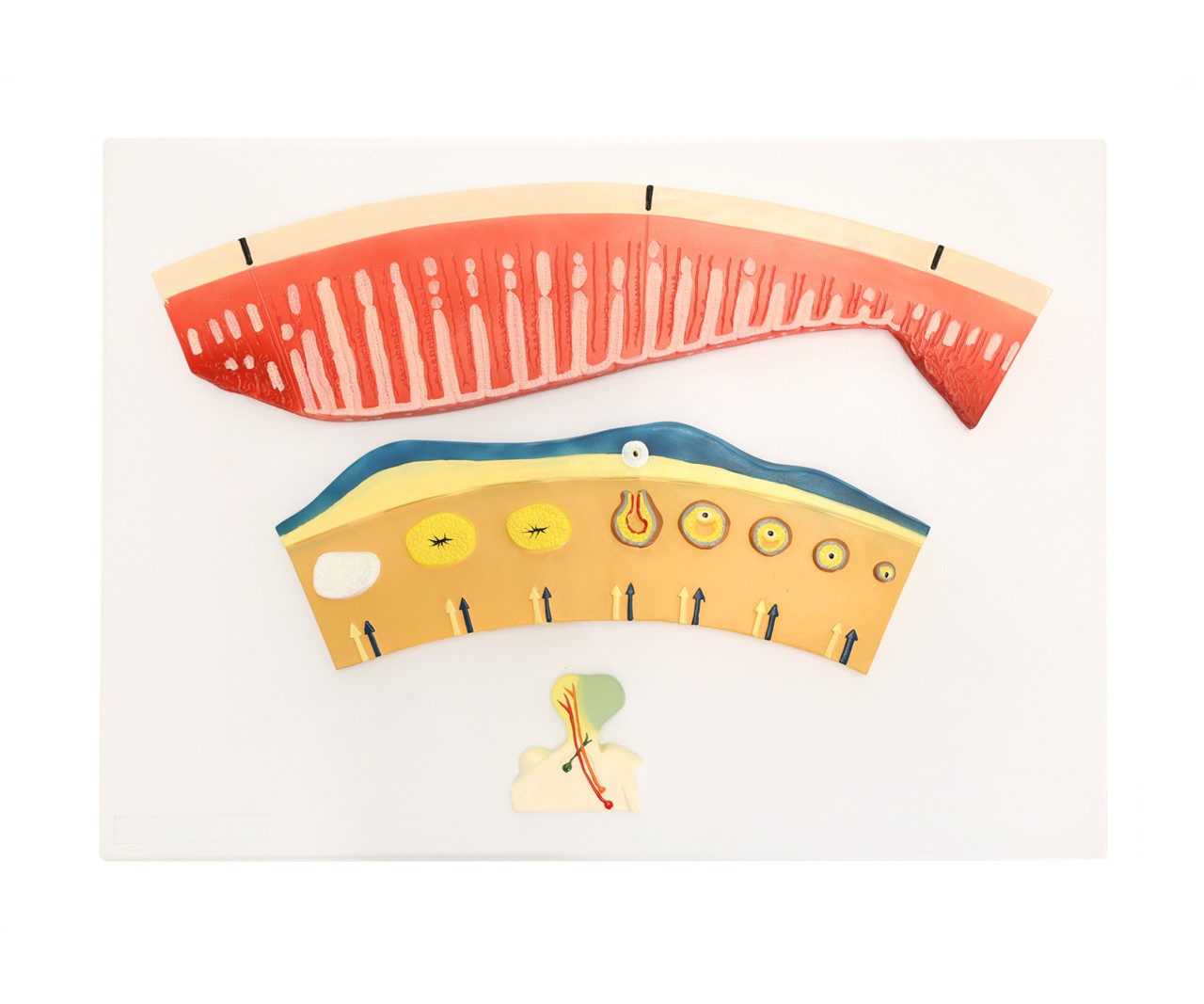 Anatomy Lab Menstrual Cycle Demonstration Model