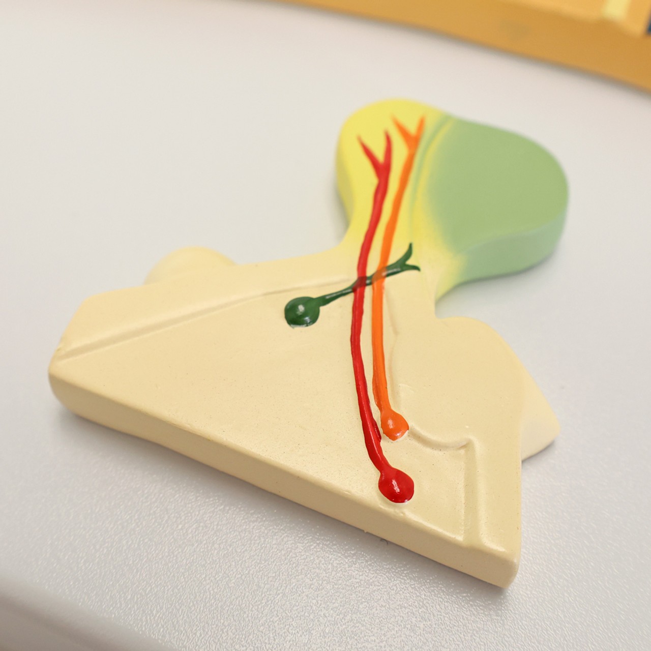 Anatomy Lab Menstrual Cycle Demonstration Model
