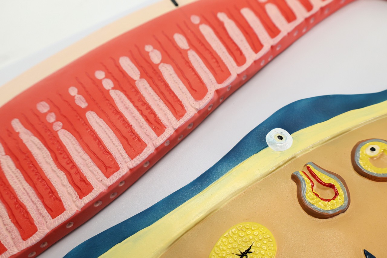Anatomy Lab Menstrual Cycle Demonstration Model