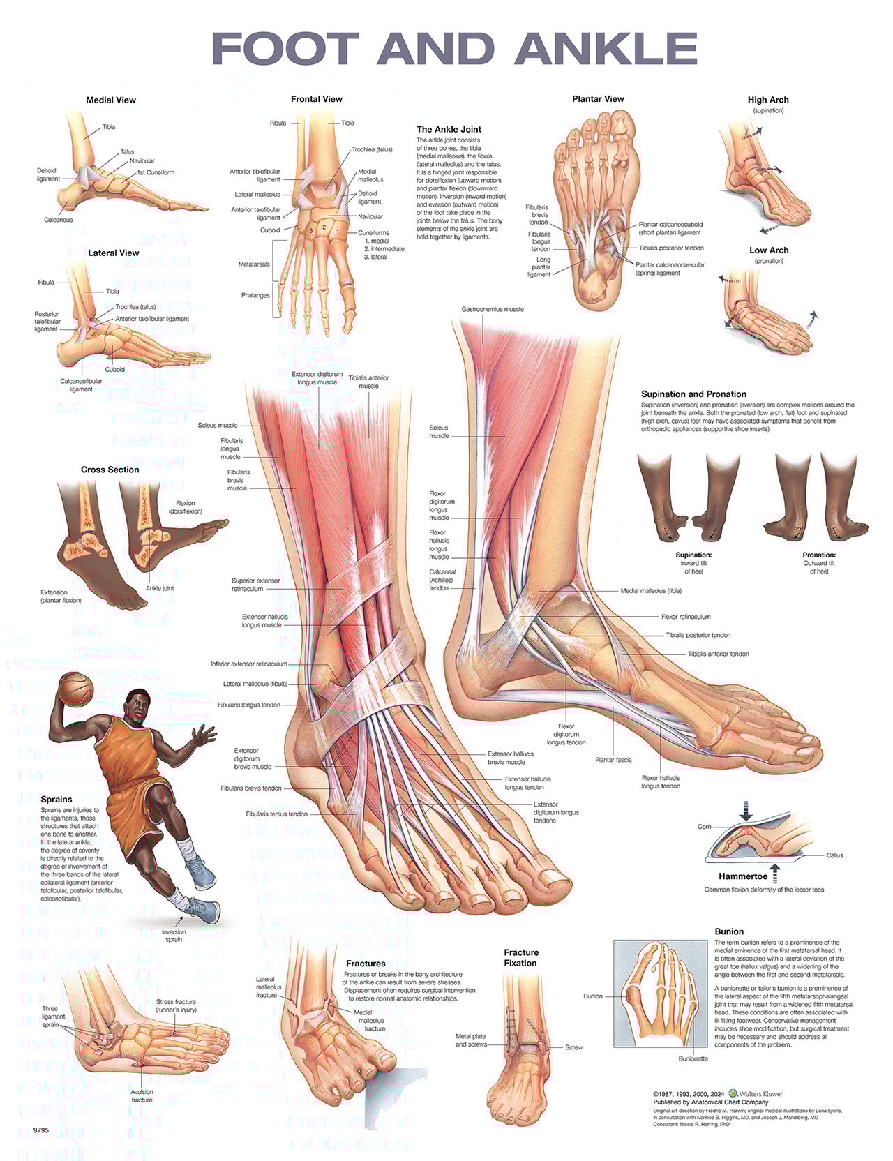 Foot and Ankle Anatomical Chart, 2nd Edition