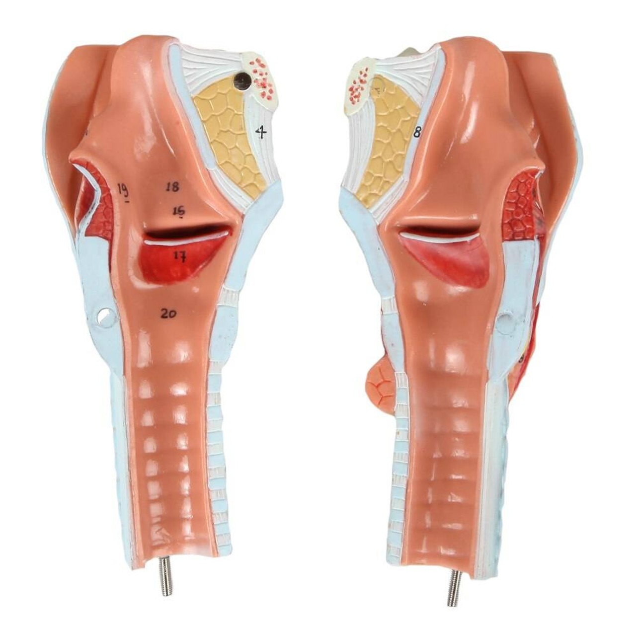 Axis Scientific Larynx, Trachea, and Bronchi Model