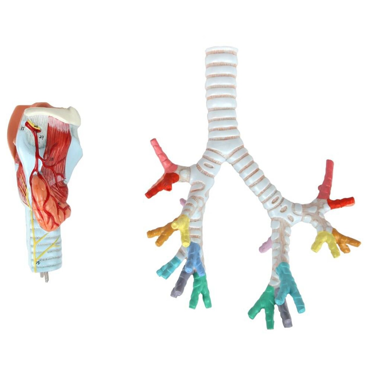 Axis Scientific Larynx, Trachea, and Bronchi Model
