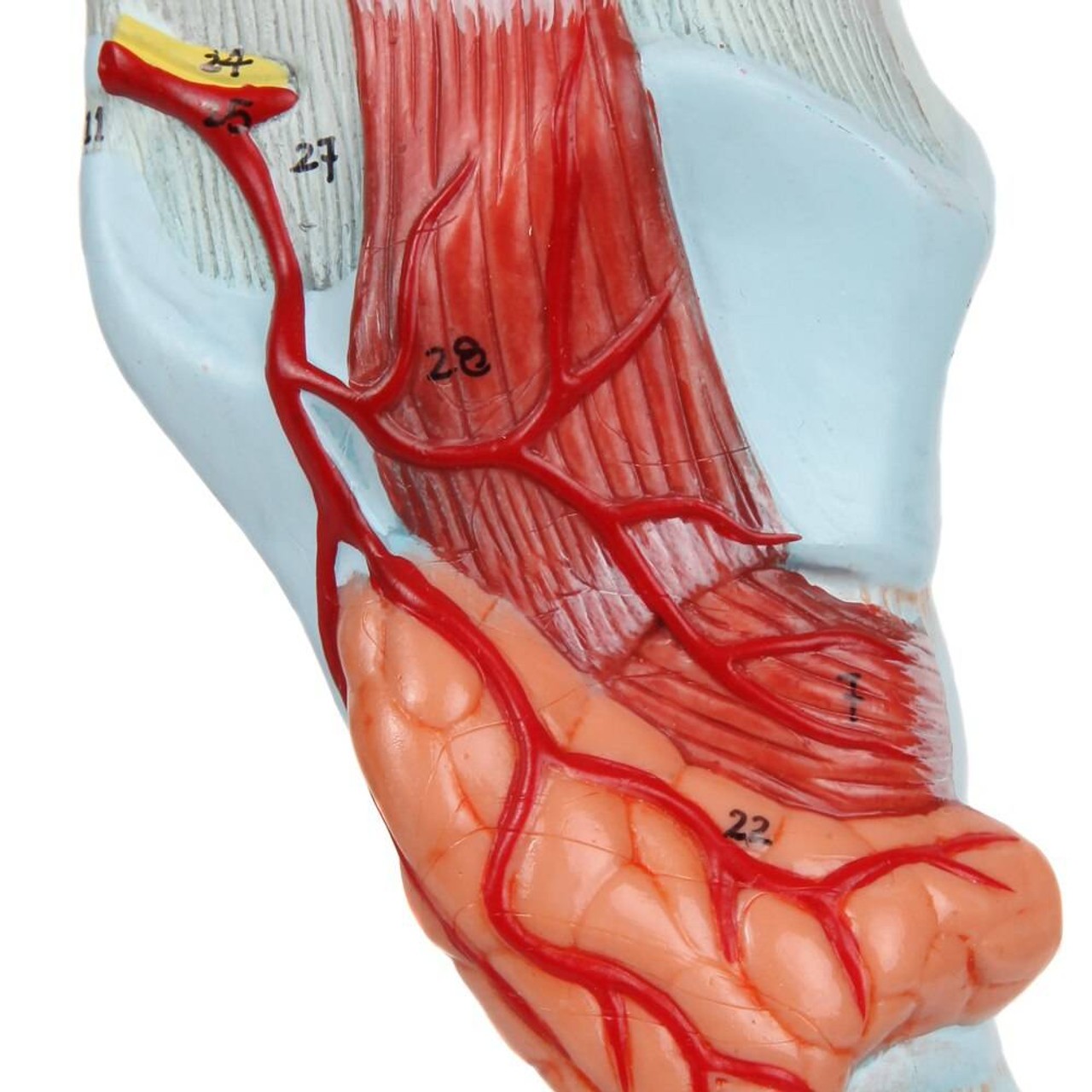 Axis Scientific Larynx, Trachea, and Bronchi Model