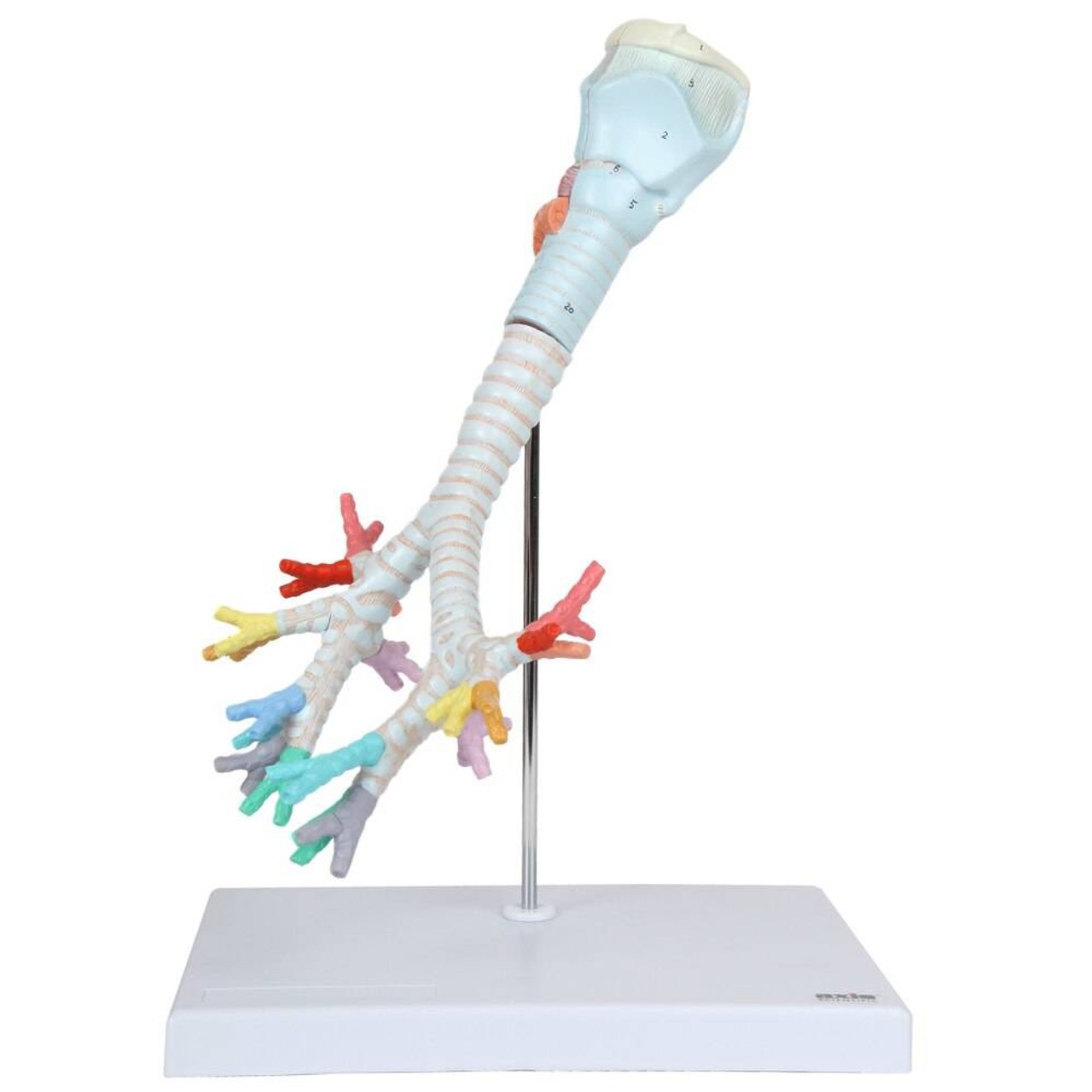 Axis Scientific Larynx, Trachea, and Bronchi Model