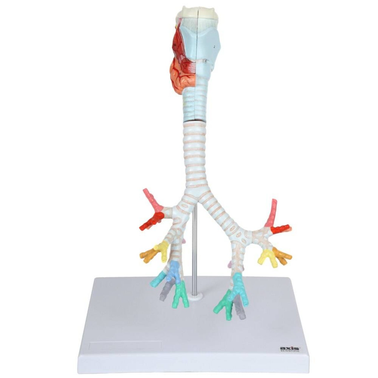 Axis Scientific Larynx, Trachea, and Bronchi Model