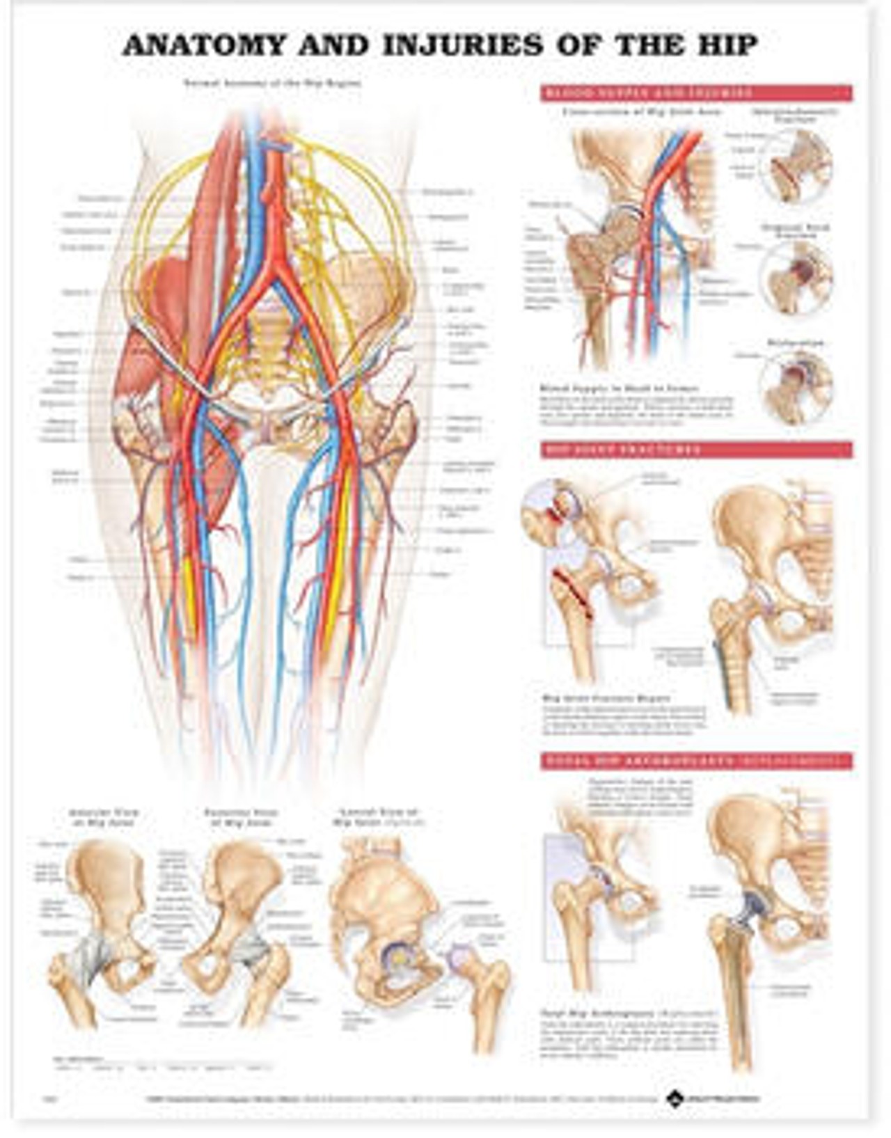 Anatomy and Injuries Of The Hip Laminated Anatomical Chart