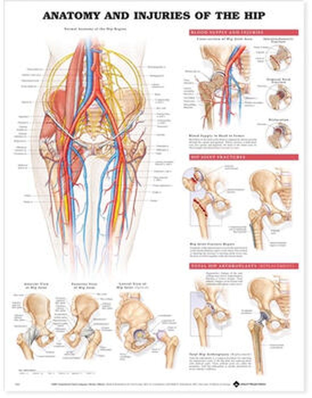 Anatomy and Injuries Of The Hip Laminated Anatomical Chart