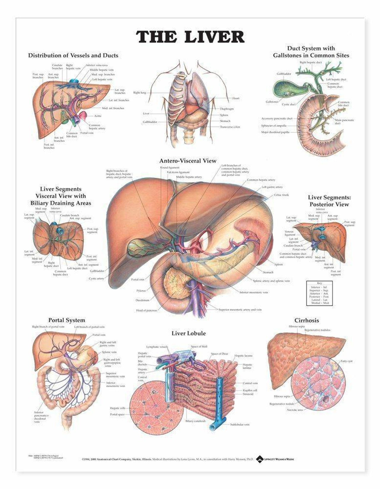 The Liver Laminated Anatomical Chart