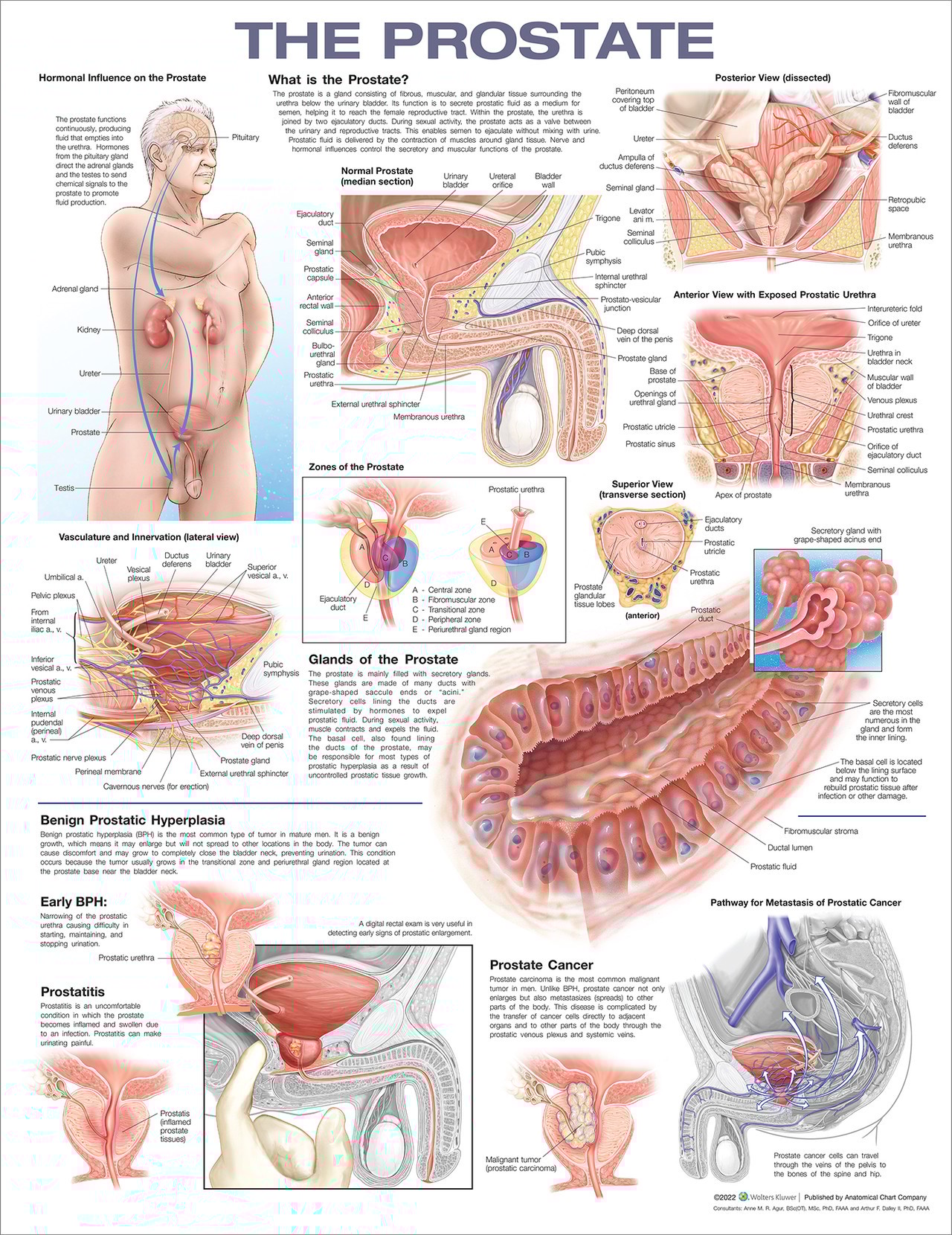 The Prostate Laminated Anatomical Chart, 2nd Edition