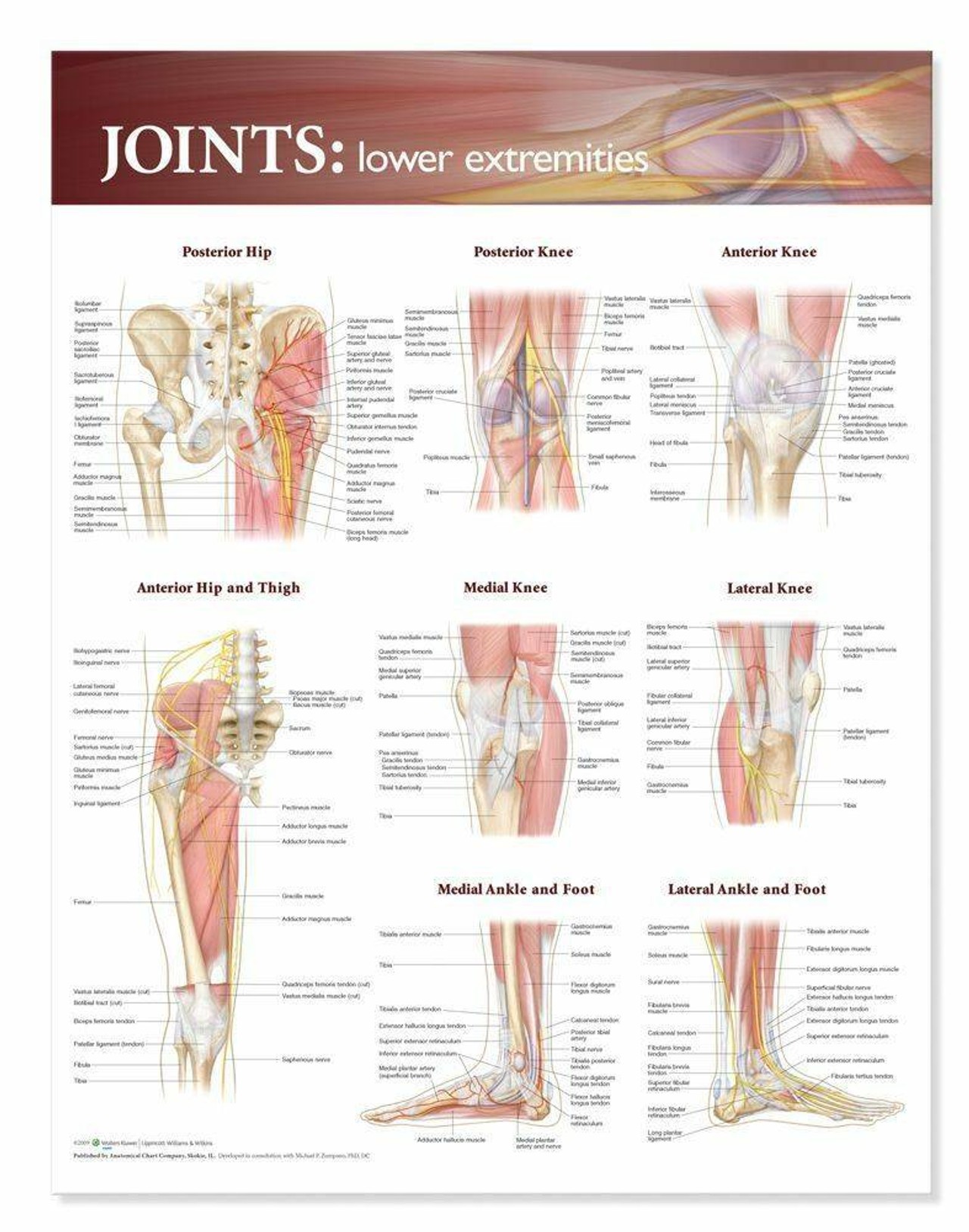 Joints Of The Lower Extremities Laminated Anatomical Chart
