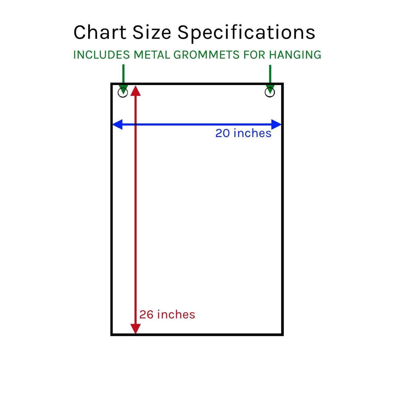 Understanding Skin Cancer Laminated Anatomical Chart, 3rd Edition