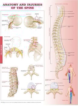 Anatomy and Injuries of the Spine Laminated Anatomical Chart