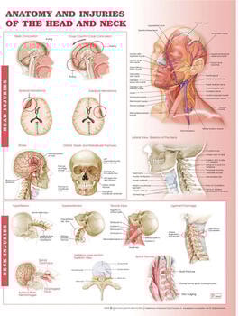 Anatomy and Injuries of the Head and Neck Laminated Anatomical Chart