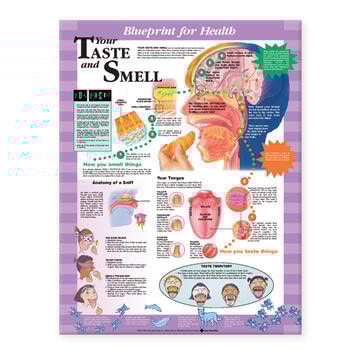 Your Taste and Smell Laminated Anatomical Chart