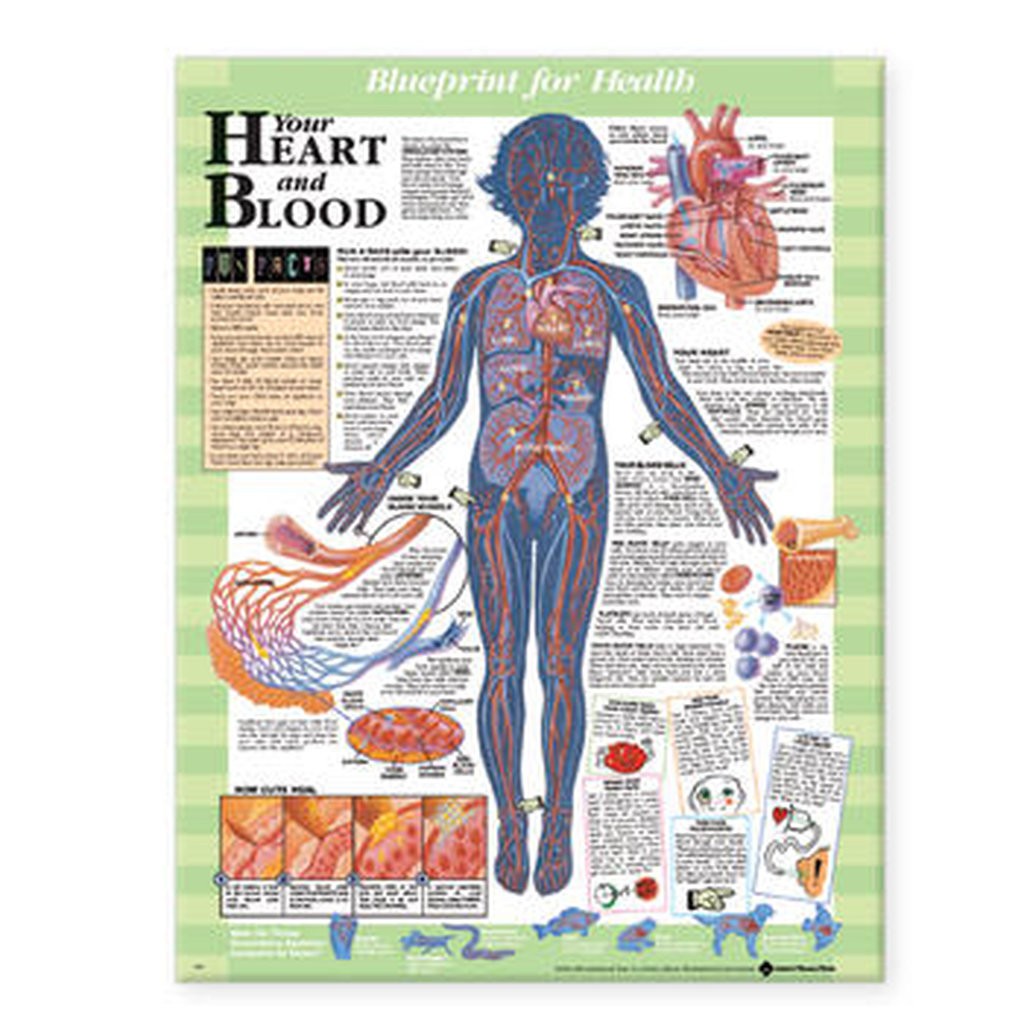 Your Heart and Blood Laminated Anatomical Chart
