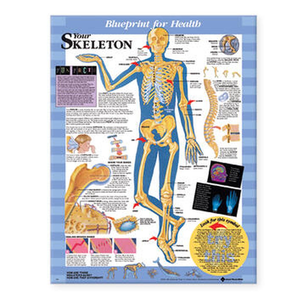 【PSA10】村上隆 Skeleton & Anatomy Wolters Kluwer - Your Skeleton Laminated Anatomical Chart