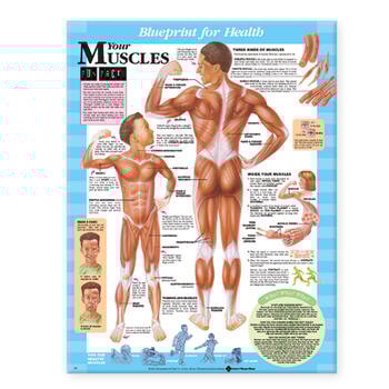 Your Muscles Laminated Anatomical Chart