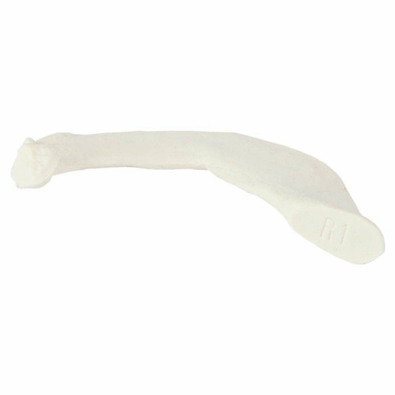 Axis Scientific Set of 12 Disarticulated Ribs
