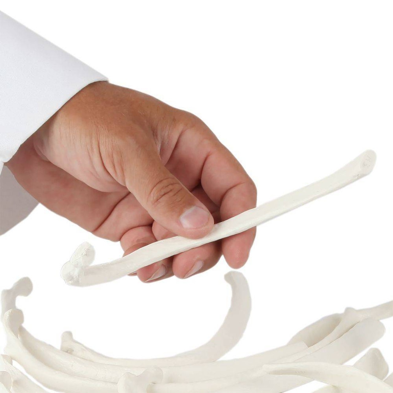 Axis Scientific Set of 12 Disarticulated Ribs