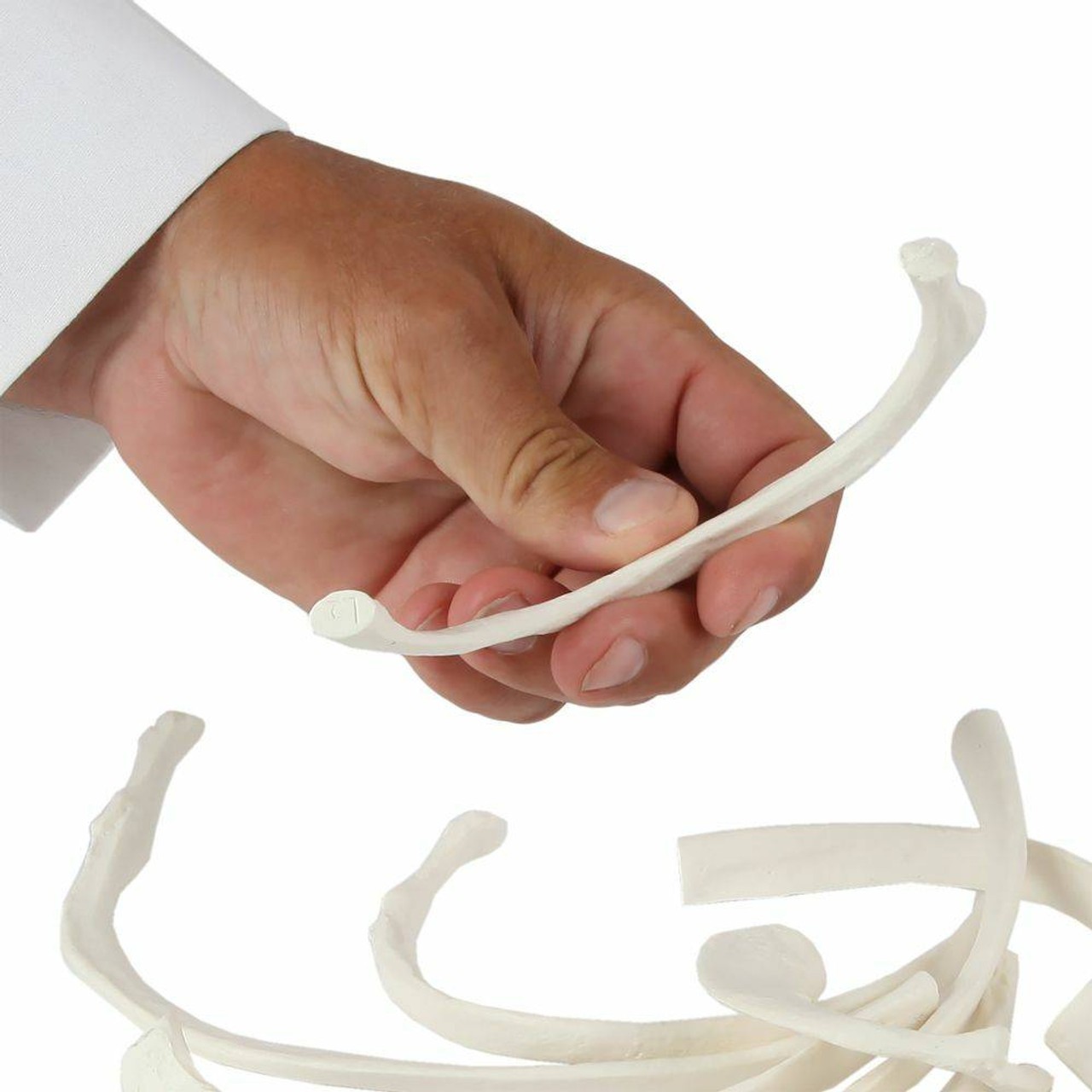 Axis Scientific Set of 12 Disarticulated Ribs