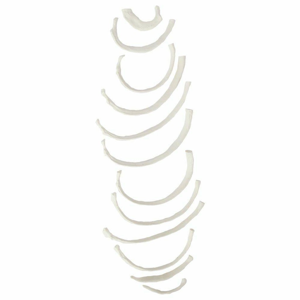 Axis Scientific Set of 12 Disarticulated Ribs