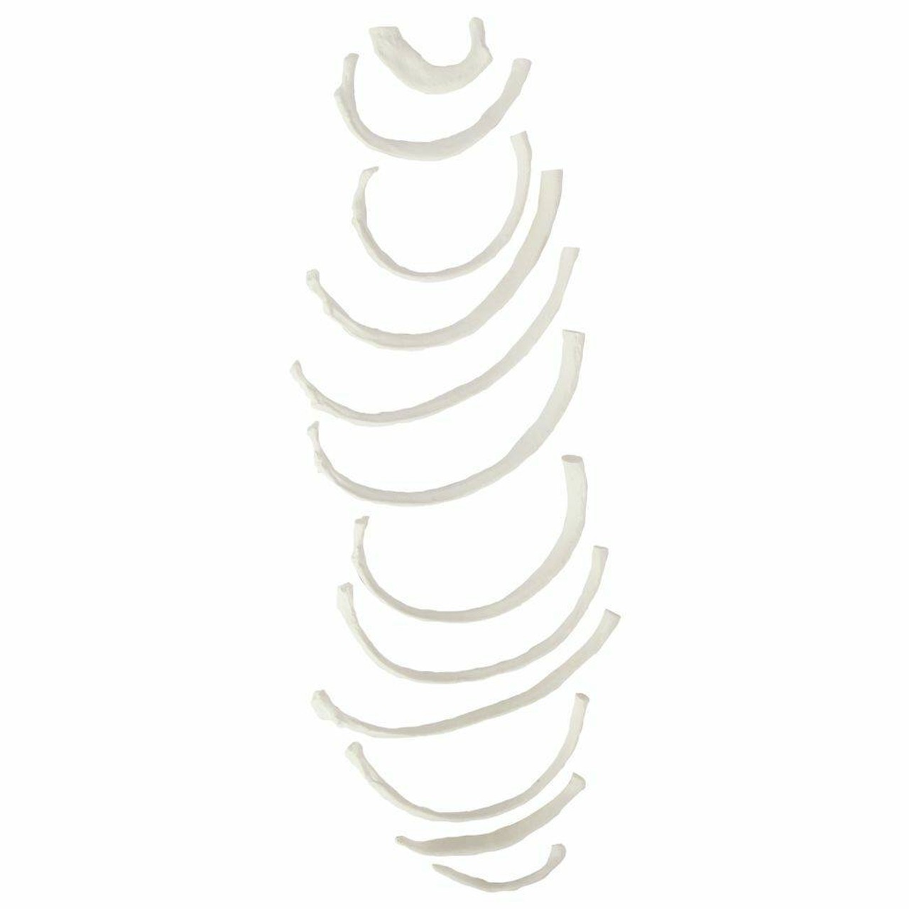 Axis Scientific Set of 12 Disarticulated Ribs