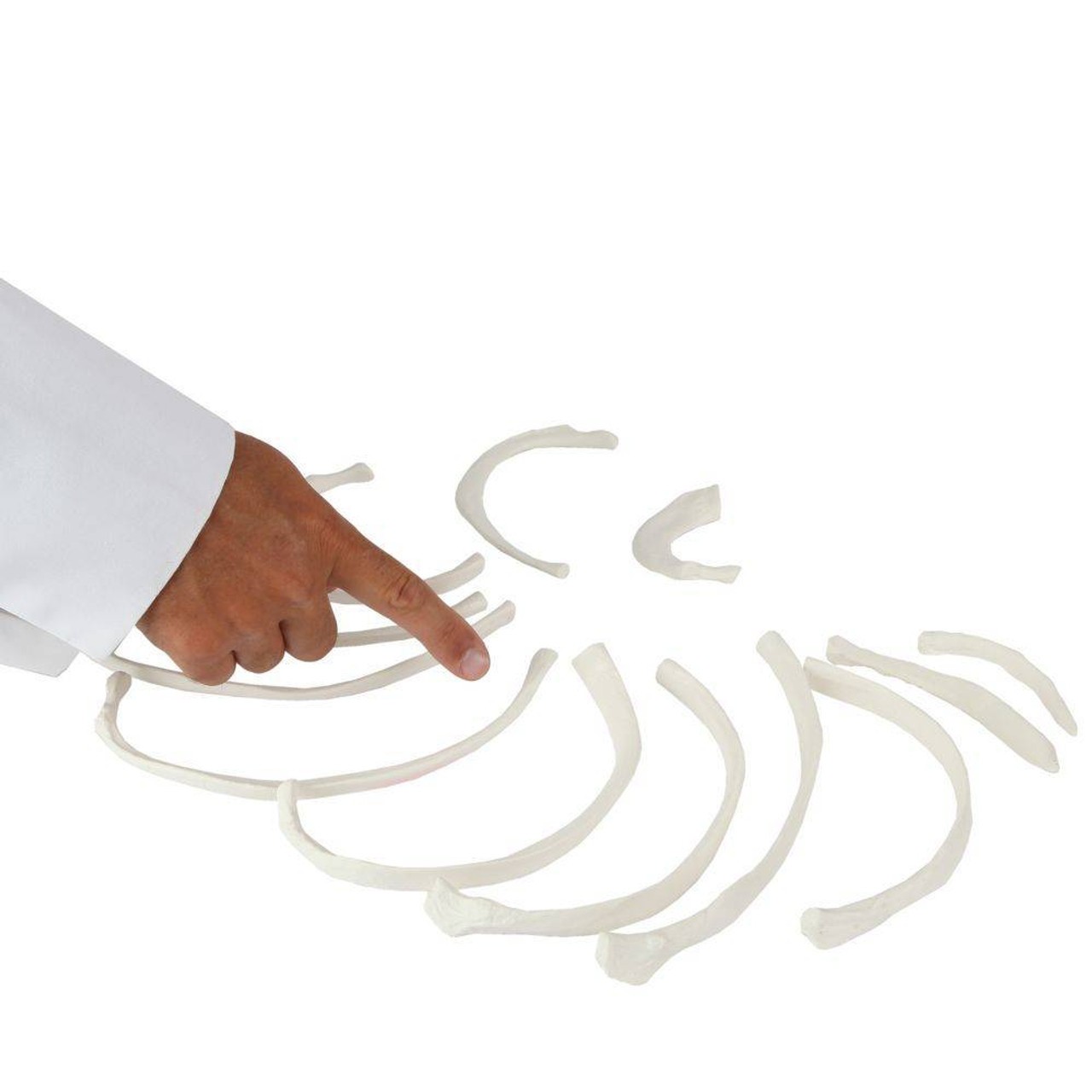 Axis Scientific Set of 12 Disarticulated Ribs