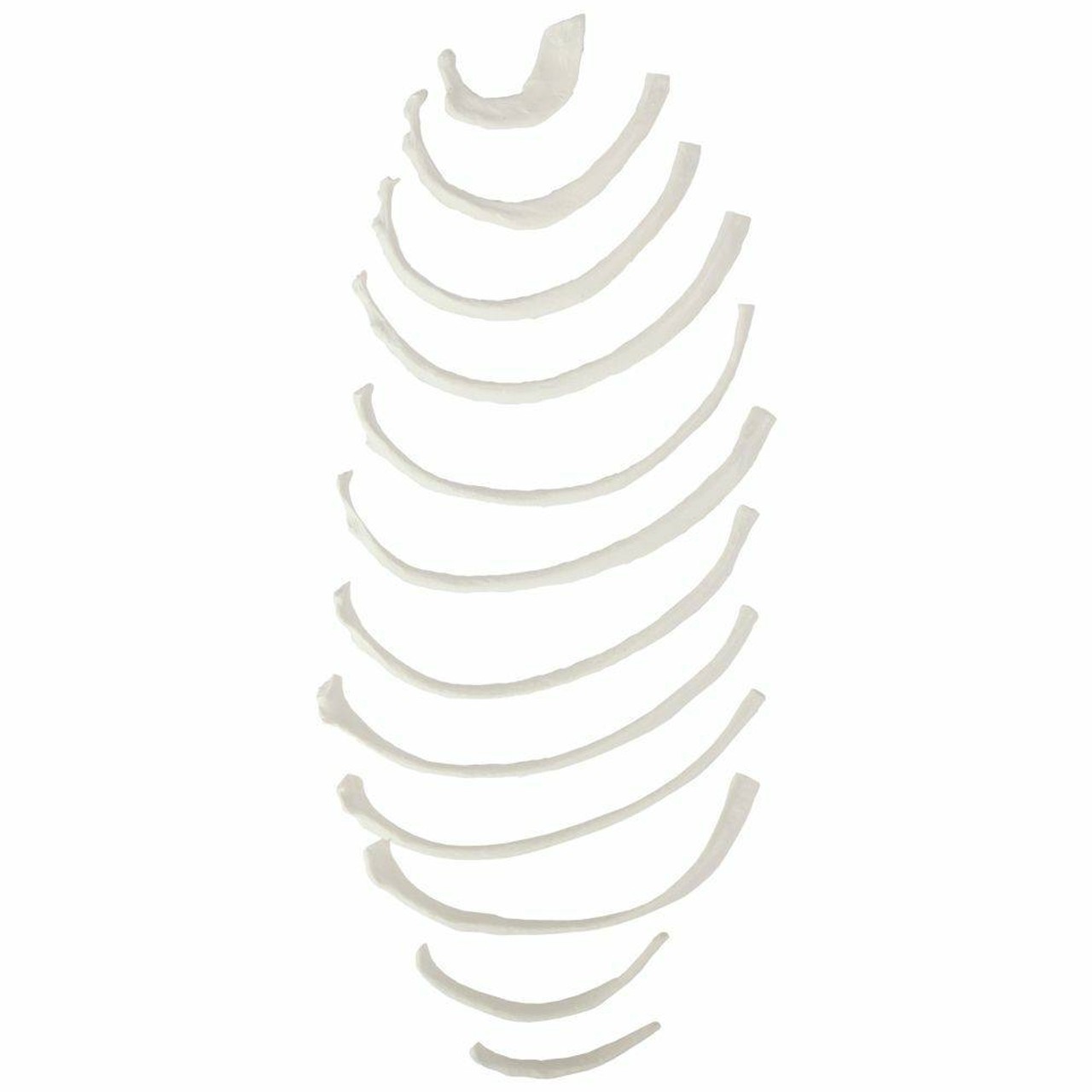 Axis Scientific Set of 12 Disarticulated Ribs
