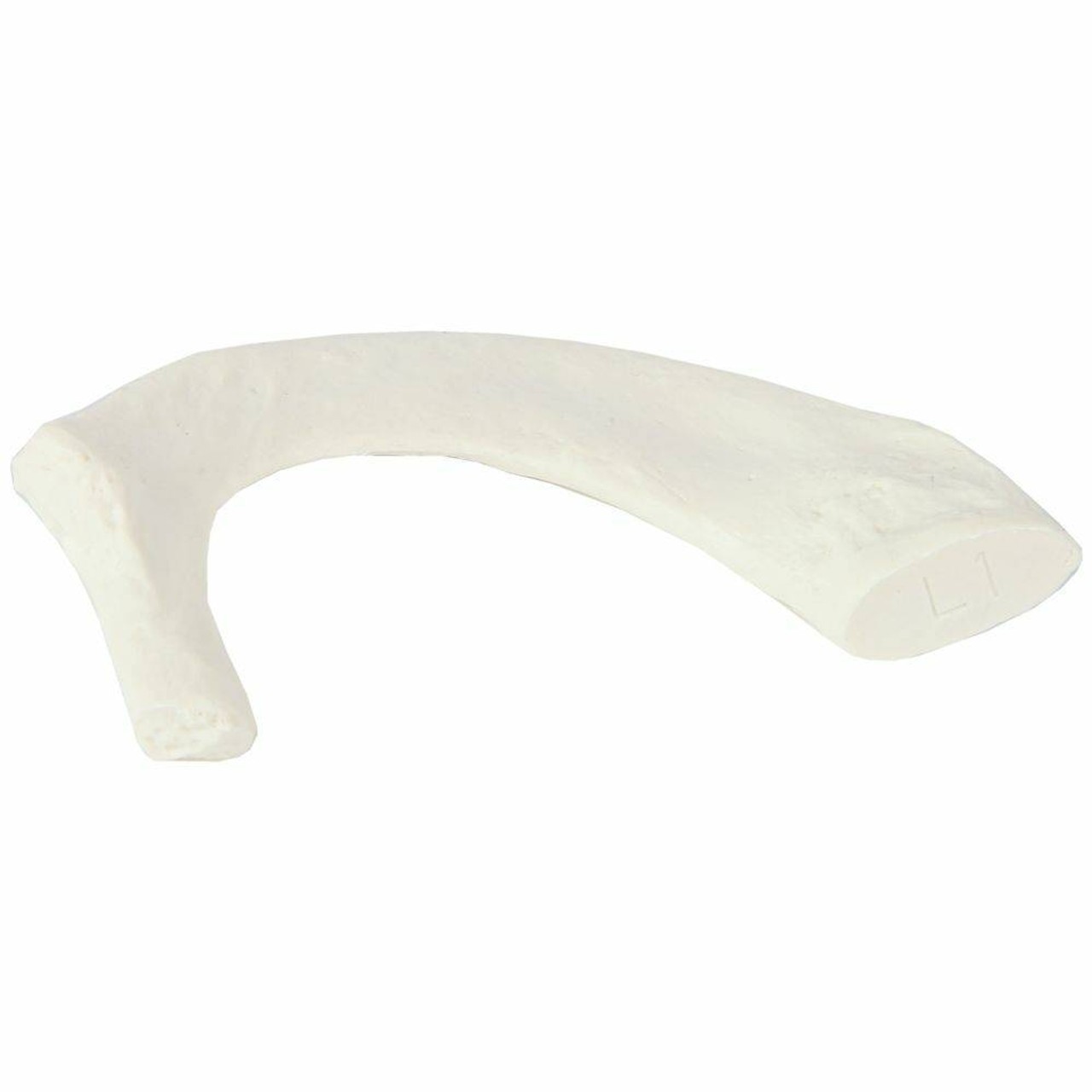 Axis Scientific Set of 12 Disarticulated Ribs