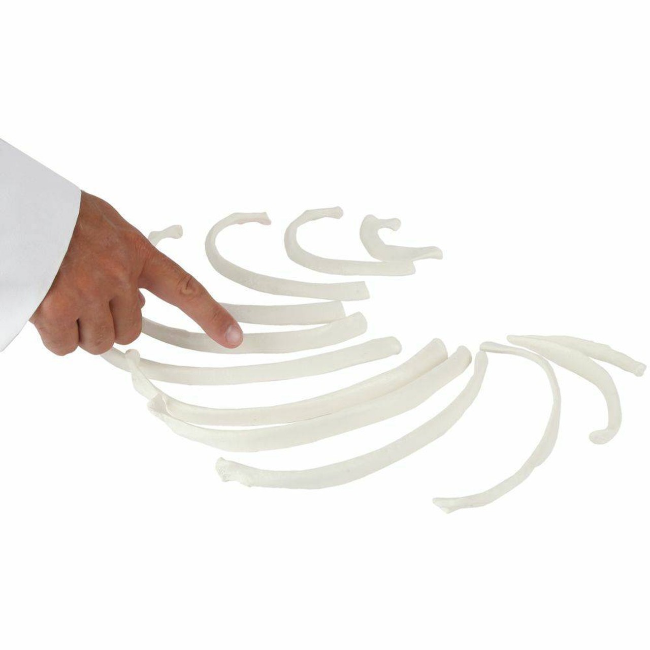 Axis Scientific Set of 12 Disarticulated Ribs