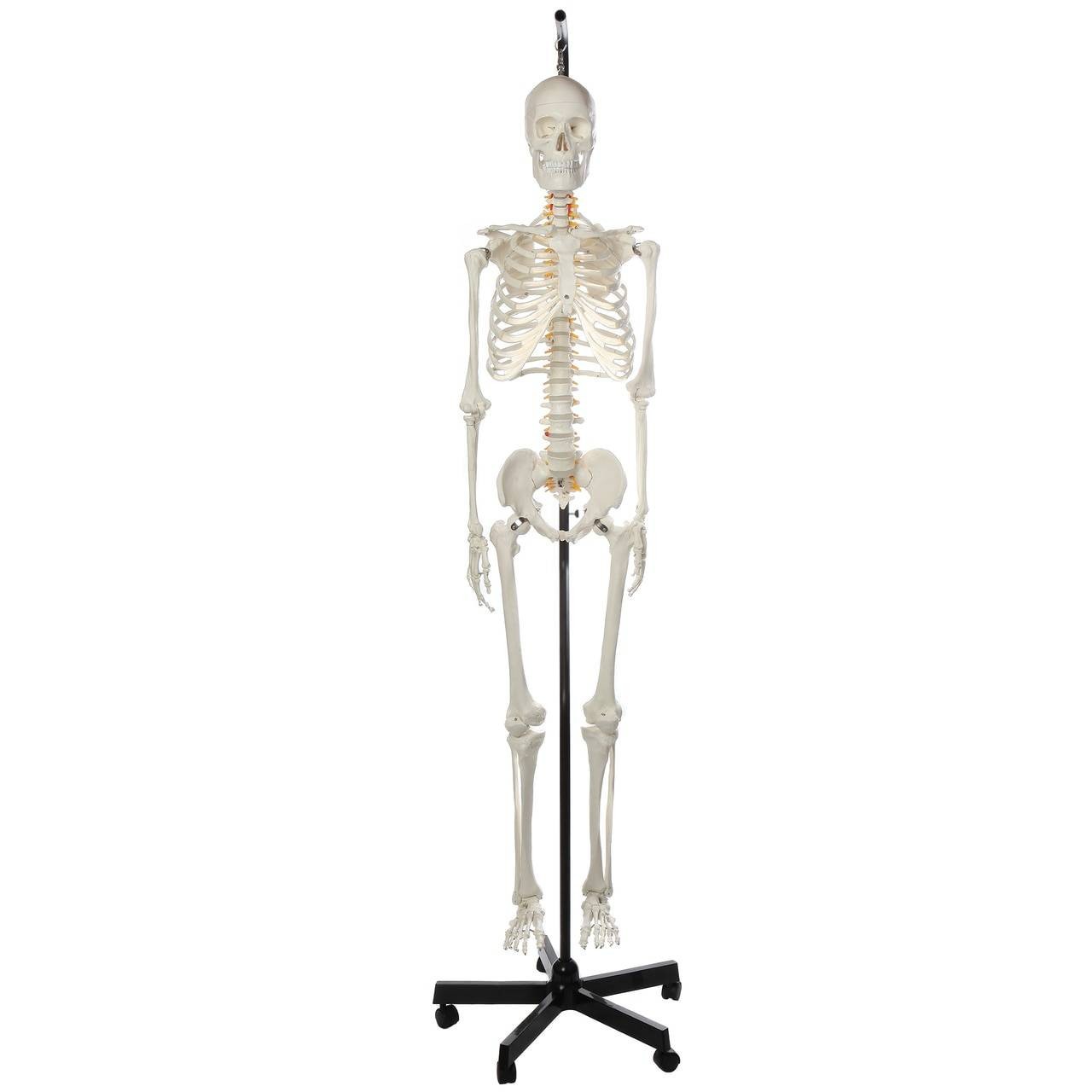 Axis Scientific Classic Life-Size Human Skeleton Anatomy Model with Study Booklet, Numbering Guide, and Hanging Stand Overview