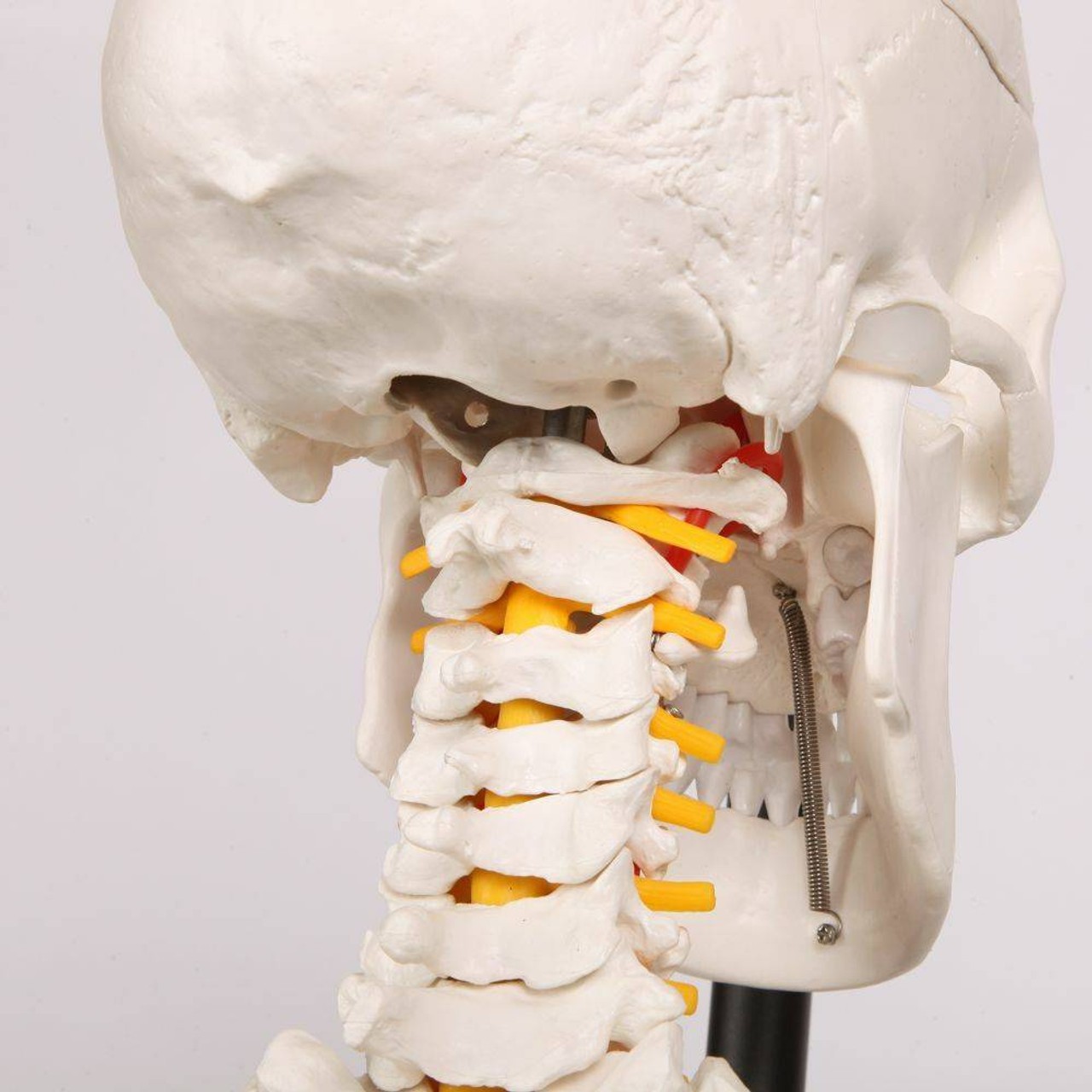 Axis Scientific Classic Life-Size Human Skeleton Anatomy Model with Study Booklet, Numbering Guide, and Hanging Stand Close Up of Neck and bottom portion of Skull