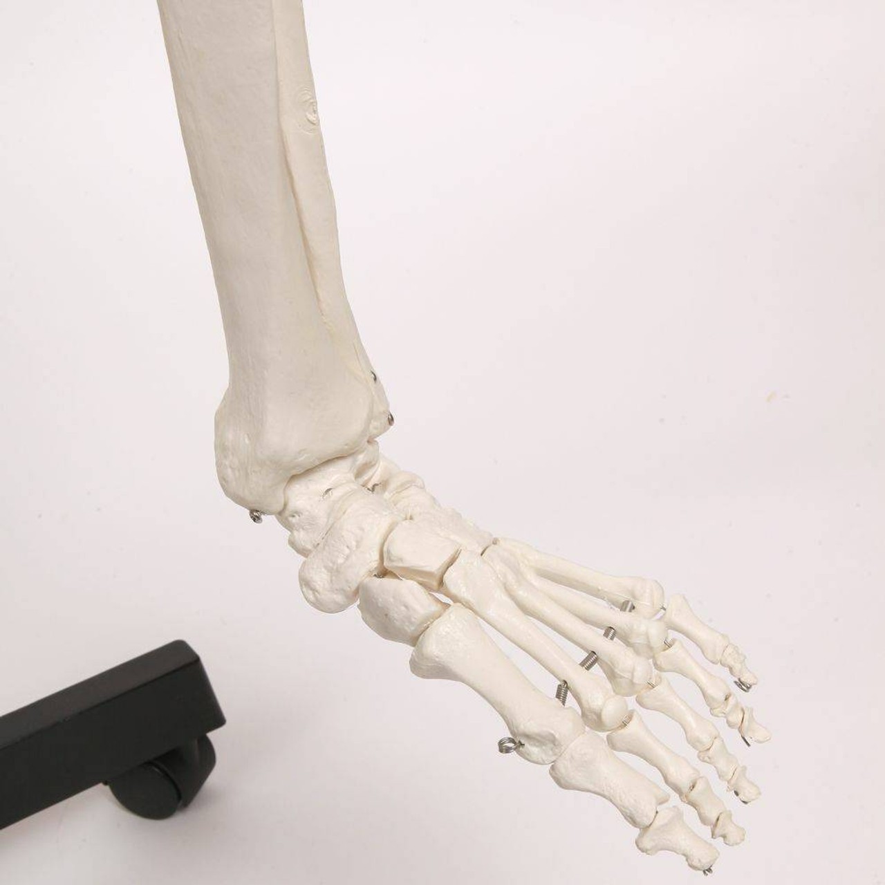 Axis Scientific Classic Life-Size Human Skeleton Anatomy Model with Study Booklet, Numbering Guide, and Hanging Stand Close Up of Left Foot
