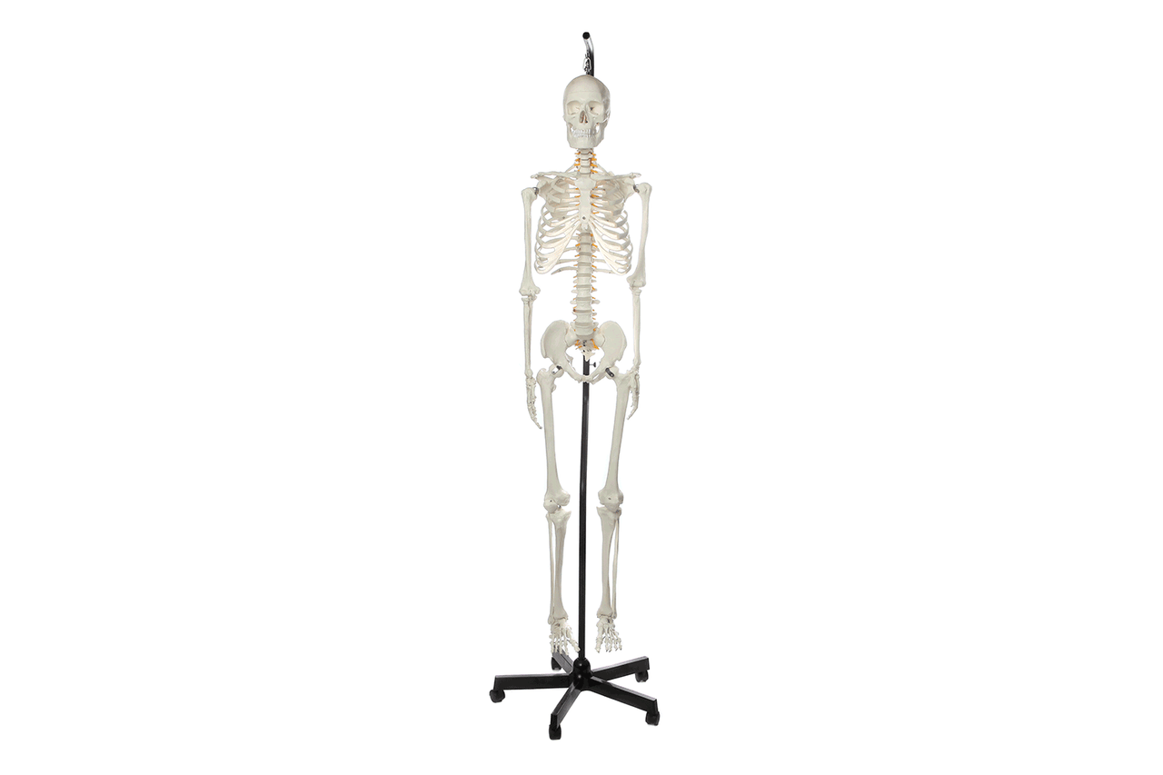 Axis Scientific Classic Life-Size Human Skeleton Anatomy Model with Study Booklet, Numbering Guide, and Hanging Stand Animated GIF 360 Degree Rotation